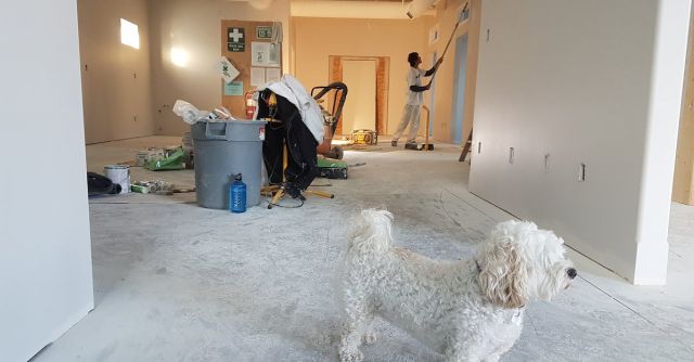 Construction - Close-up Photography of White Poodle
