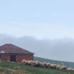 Brick House - Photo of Shepherd Walking His Flock of Sheep in Grass Field Next to a Brick House
