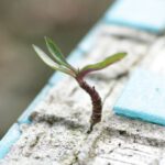 Cement - Green Leafed Plant on Sand