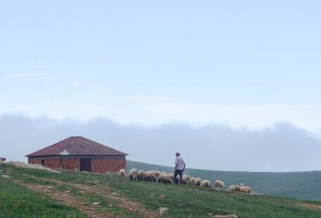 Brick House - Photo of Shepherd Walking His Flock of Sheep in Grass Field Next to a Brick House
