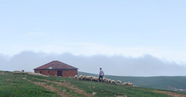 Brick House - Photo of Shepherd Walking His Flock of Sheep in Grass Field Next to a Brick House